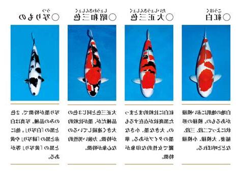 錦鯉 品種